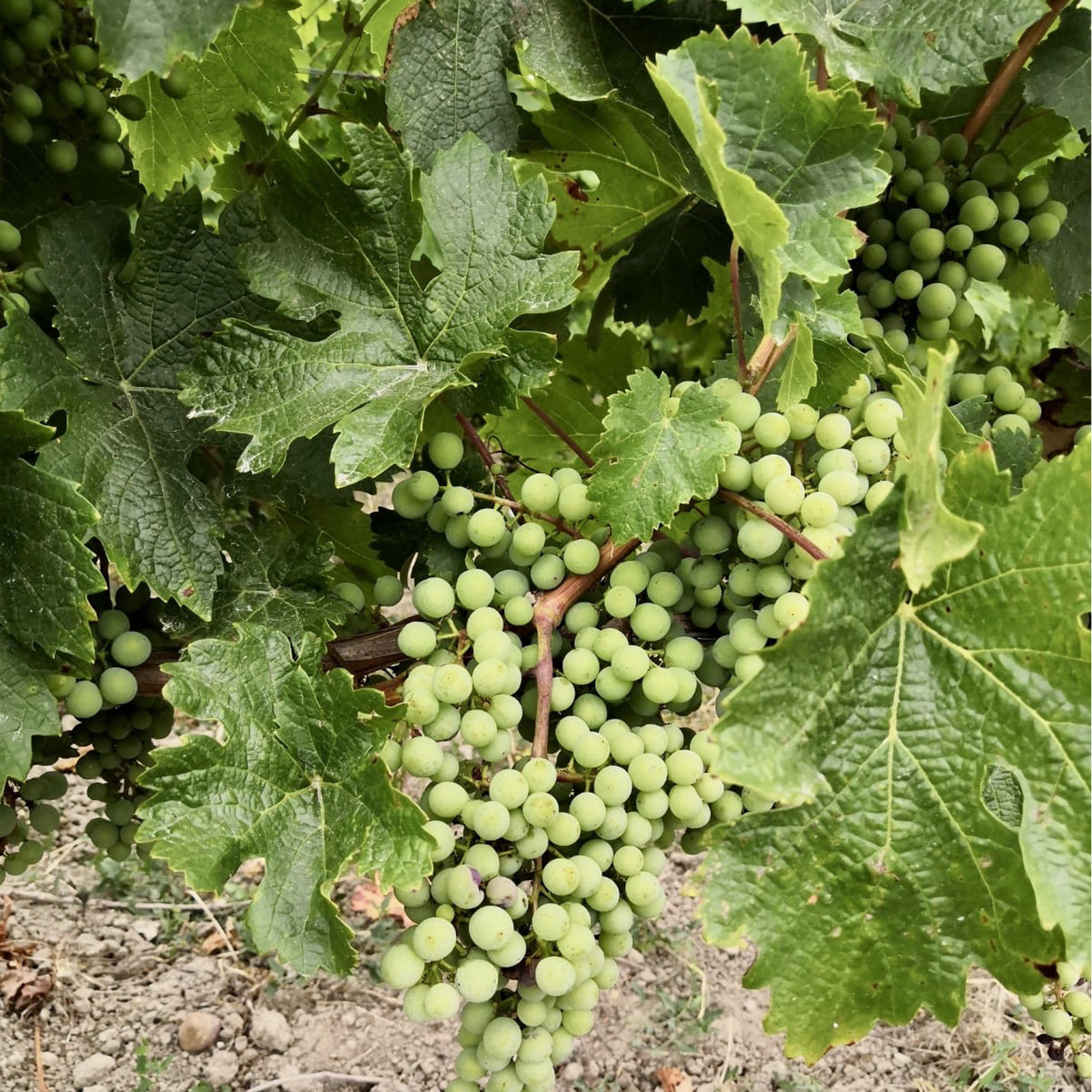 Du vin et des paillettes - Sélection de vin blancs Vins blancs