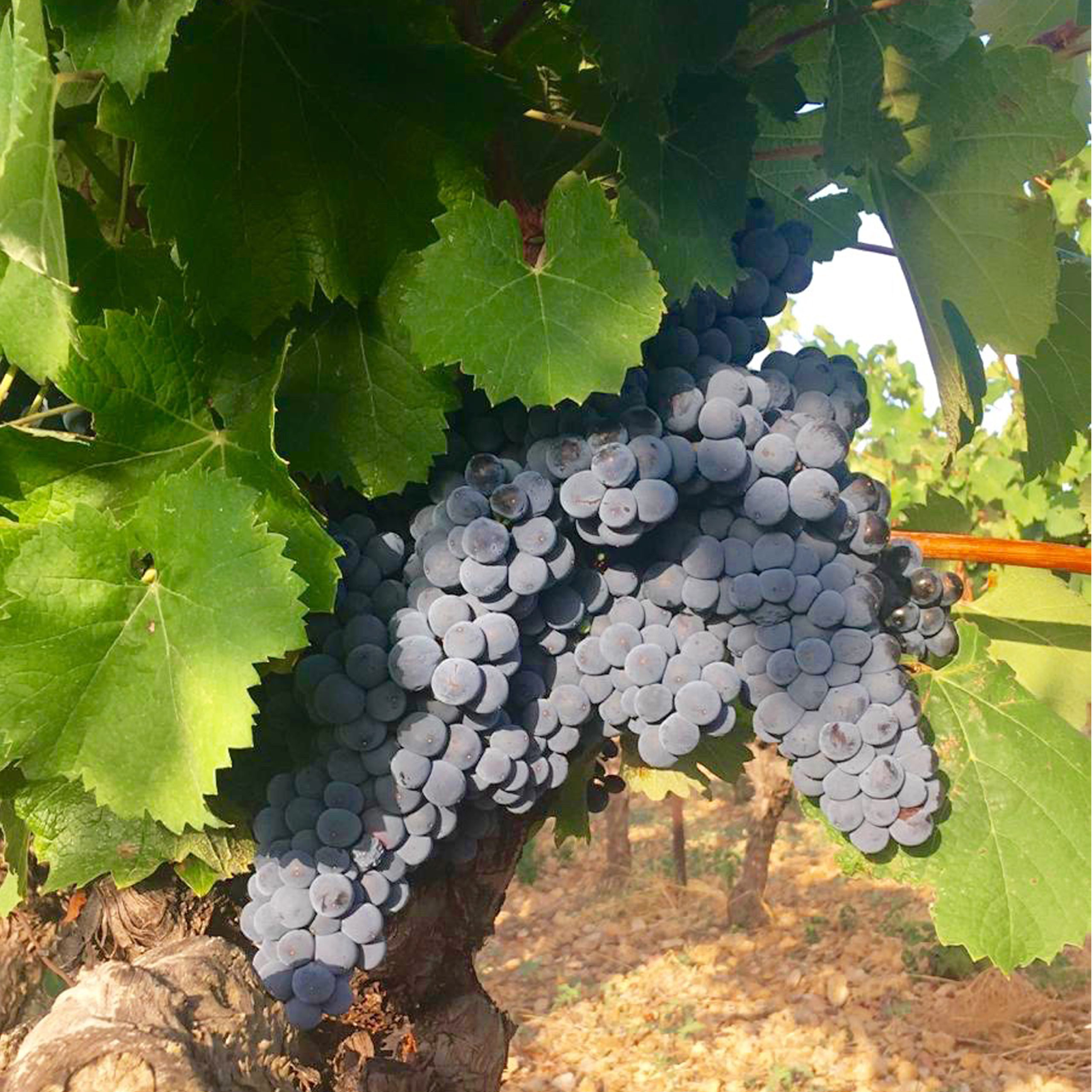 Du vin et des paillettes - Sélection de vin rouge Vins rouges